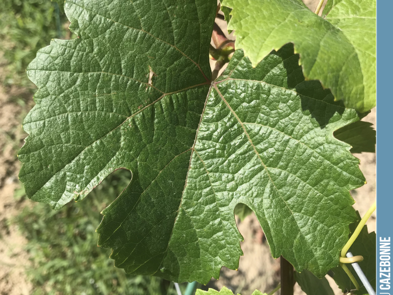 The Jurançon Noir planted last year is thriving. We should be harvesting a few bunches next year.