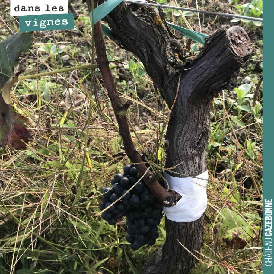 A top-graft that has taken well on this vine. We will still need to reshape the vine around the graft. The success rate was not good this year. A quarter of the vines will need to be regrafted...