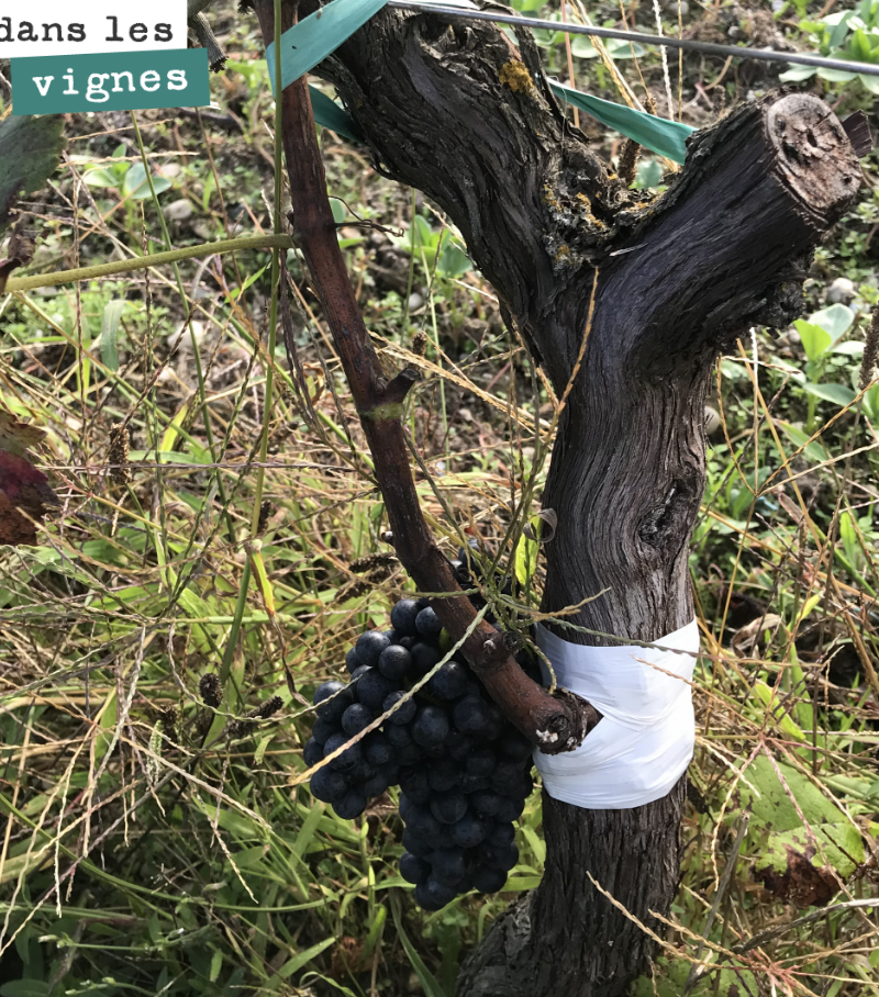 Un surgreffage qui a bien fonctionné sur ce pied. Il nous restera à restructurer le pied autour de la greffe. Le taux de réussite n’a pas été bon cette année. Il faudra regreffer un quart des pieds...