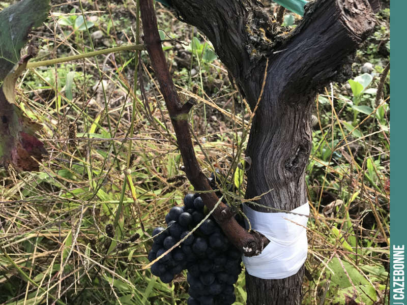 A top-graft that has taken well on this vine. We will still need to reshape the vine around the graft. The success rate was not good this year. A quarter of the vines will need to be regrafted...
