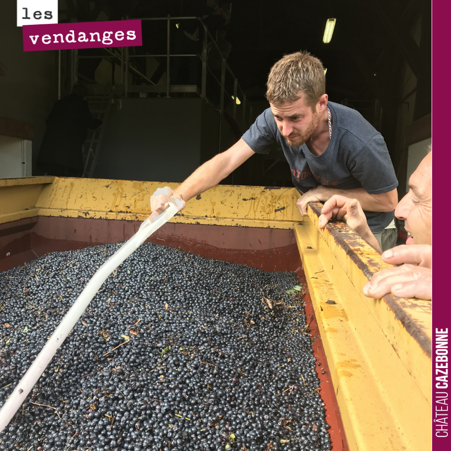 End of harvest. A spotlight on the men (and women) who made this vintage possible. Here is Benjamin, emptying a harvest trailer under the watchful eye of Bruno.