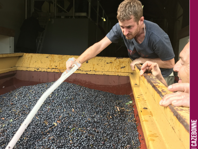 End of harvest. A spotlight on the men (and women) who made this vintage possible. Here is Benjamin, emptying a harvest trailer under the watchful eye of Bruno.