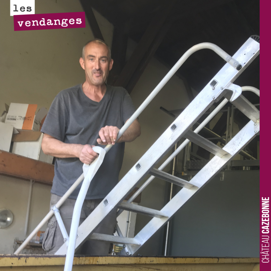 We continue introducing the team who helped us harvest this 2019 vintage.
Here is Bruno emptying a harvest bin.