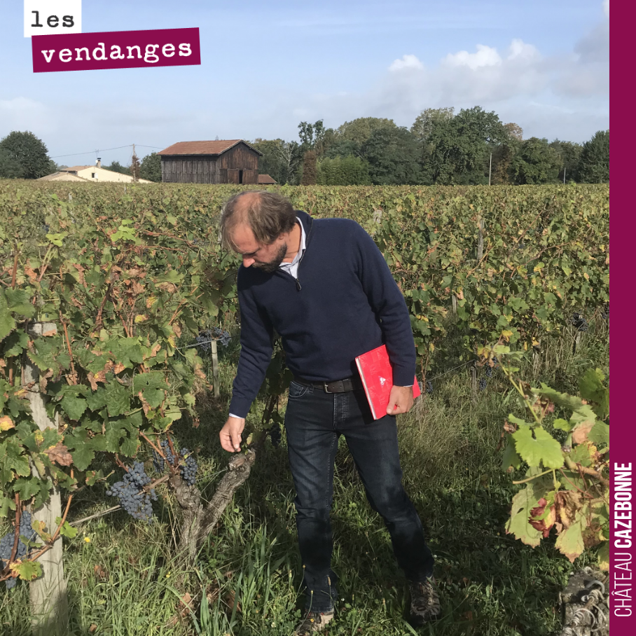 Nicolas, our oenologist, tastes the grapes to determine the harvest date, plot by plot.