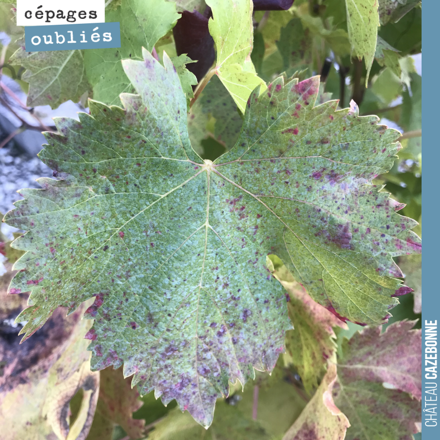 A Fer Servadou leaf, photographed in Marcillac. 
Fer, known here as la Hère, was relatively widespread across the vineyards of Bordeaux. It is one of the grape varieties we have replanted at Cazebonne.