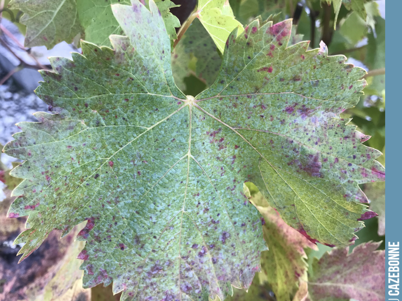 A Fer Servadou leaf, photographed in Marcillac.
Fer, known here as la Hère, was relatively widespread across the vineyards of Bordeaux. It is one of the grape varieties we have replanted at Cazebonne.