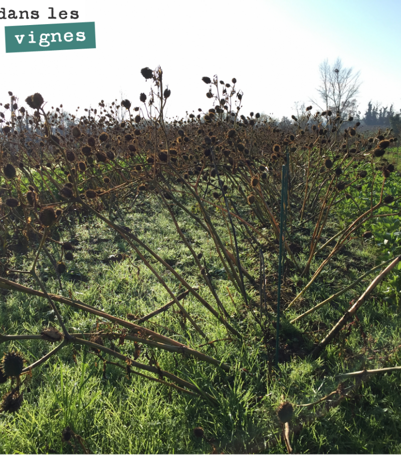 Triste spectacle que ce champ de datura au milieu de notre plantation de cépages oubliés (du bouchalès sur cet ilôt).
On n'a pas eu le temps d'intervenir sur cette parcelle, cet été, et les datura...
