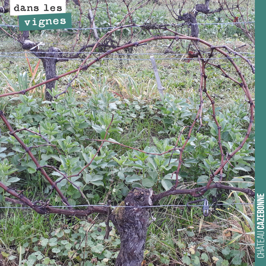 We will soon be starting the pruning. An essential stage that shapes the vine and determines the expected harvest for the year.
A fine balance to strike between quantity an...