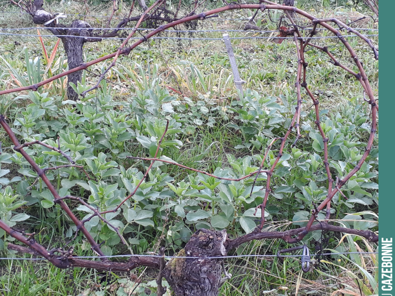 We will soon be starting the pruning. An essential stage that shapes the vine and determines the expected harvest for the year.
A fine balance to strike between quantity an...