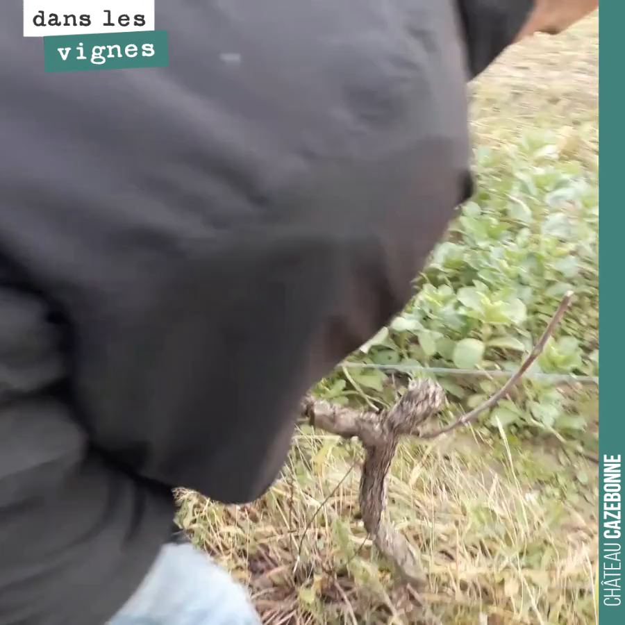 Olivier shows us how to prune this Merlot vine.