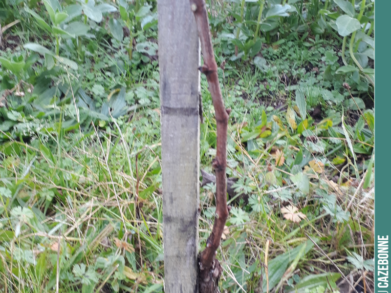 Pruning a young vine in our vineyards.