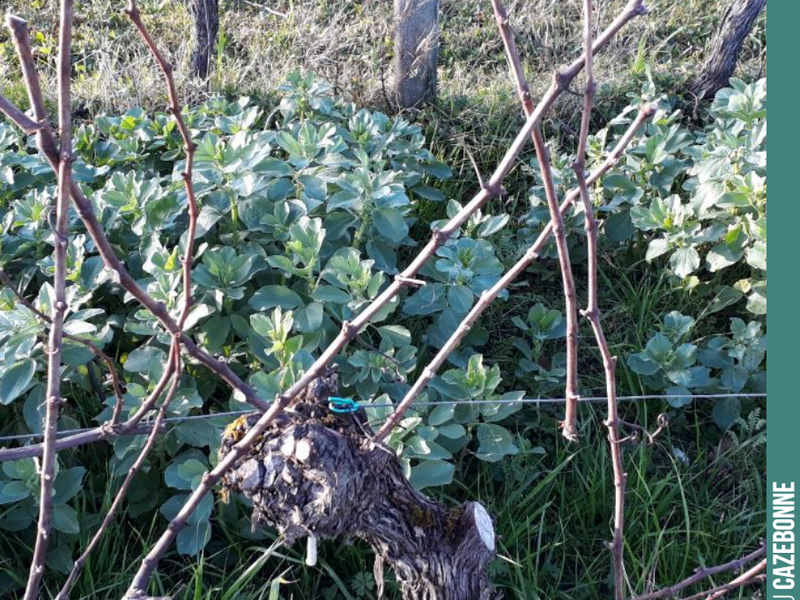 We have begun pruning the vines.
Then will come the time to pull out the canes, clinging tightly to the trellis wires.