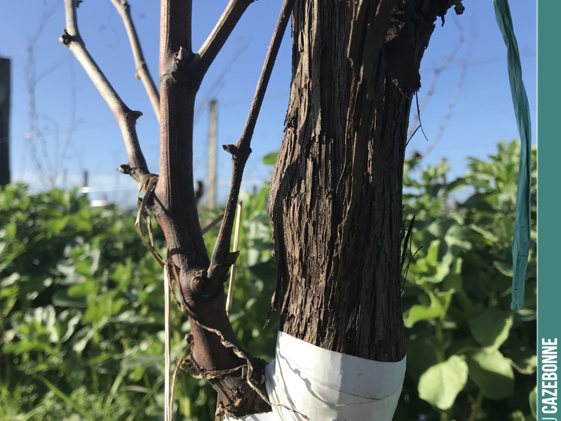 When top-grafting works perfectly, this is the result.