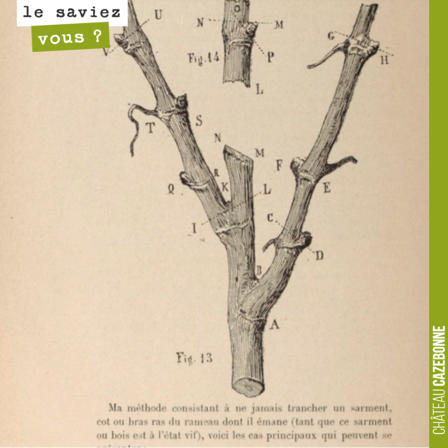 In his work 'D'une cause de dépérissement de la vigne et des moyens d'y porter remède' (1887), R Dezemeiris develops a highly innovative pruning theory.
Pruning above the diaphragm of the following b...