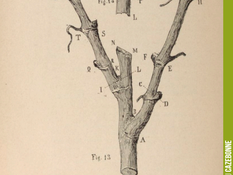 In his work 'D'une cause de dépérissement de la vigne et des moyens d'y porter remède' (1887), R Dezemeiris develops a highly innovative pruning theory.
Pruning above the diaphragm of the following b...