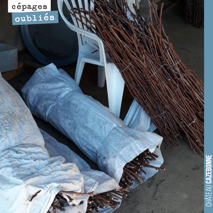 Our bundles of Mancin grafting wood have been sorted and are ready for spring top-grafting.
We will keep them in cold storage to preserve them in the best possible conditions.
We will soon have...