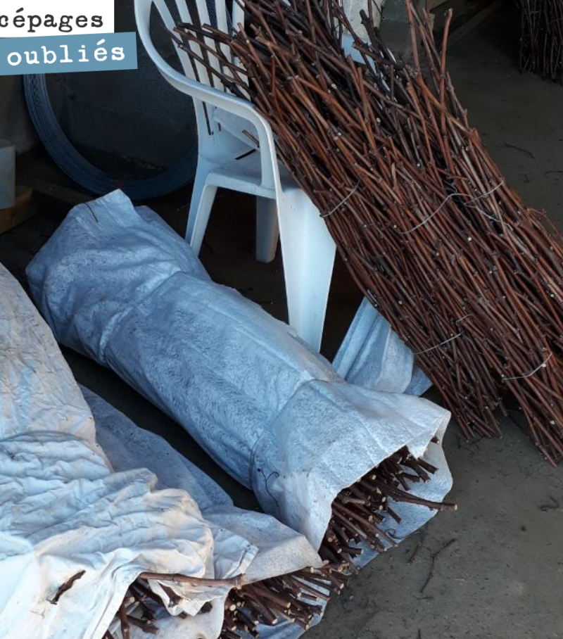Our bundles of Mancin grafting wood have been sorted and are ready for spring top-grafting.
We will keep them in cold storage to preserve them in the best possible conditions.
We will soon have...