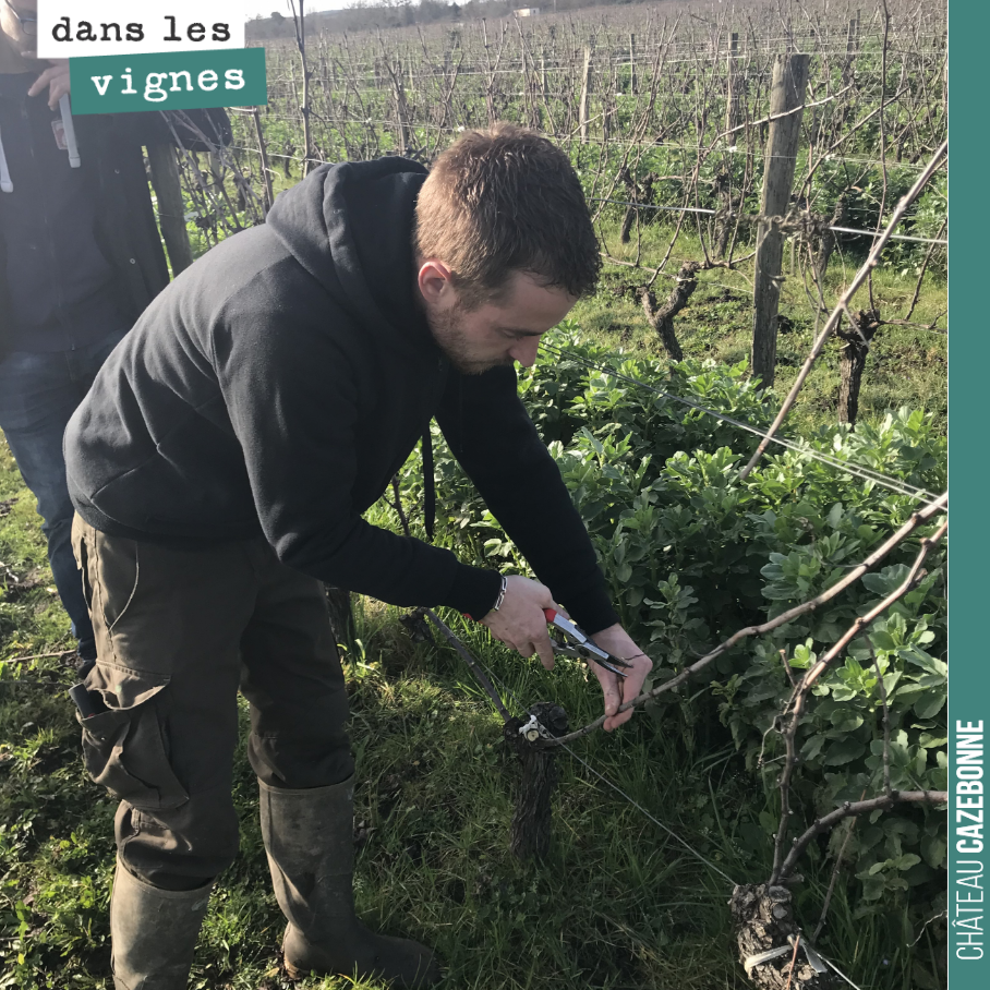 Benjamin at work, showing the Amis de Cazebonne how to prune a vine.