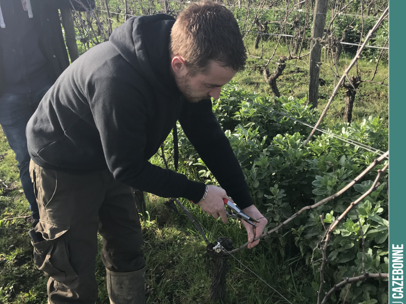 Benjamin at work, showing the Amis de Cazebonne how to prune a vine.