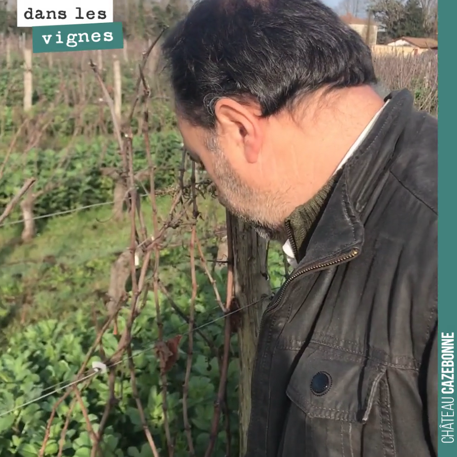 David explains how to prune this vine, a Semillon vine.