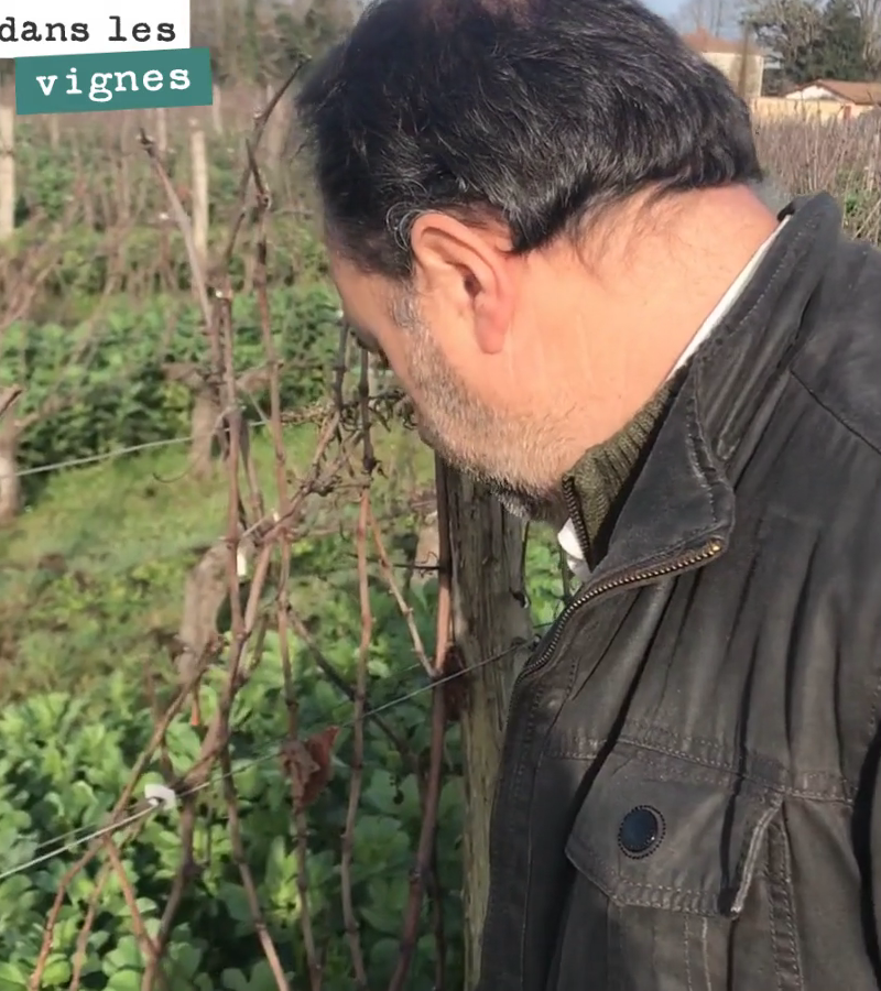 David nous explique comment tailler ce pied de vigne, un pied de semillon.