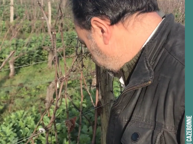 David explains how to prune this vine, a Semillon vine.