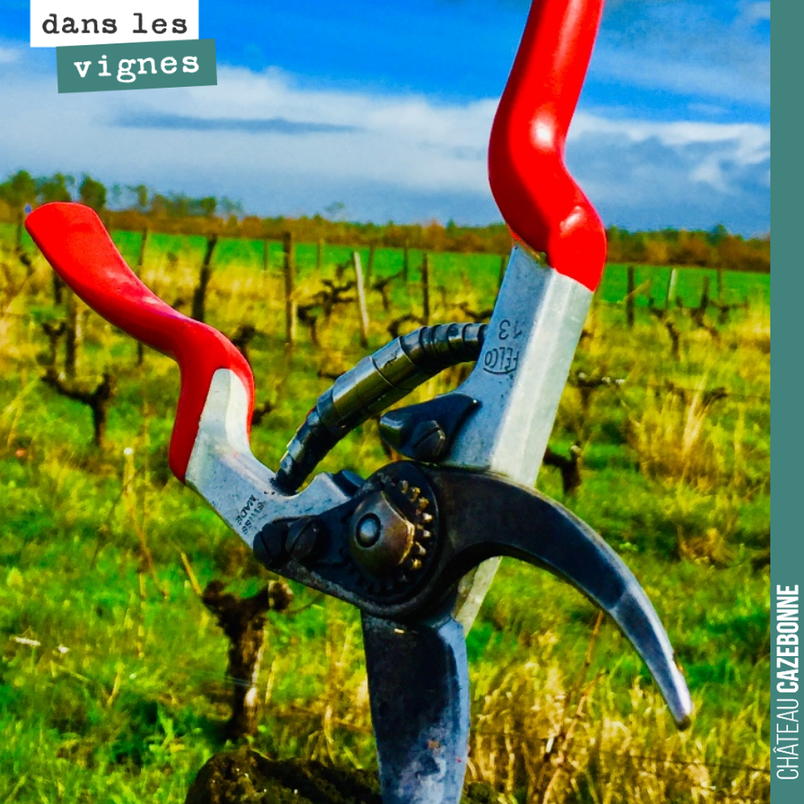 The secateurs are feeling rather sprightly in the vineyard today. Pruning is almost at an end!