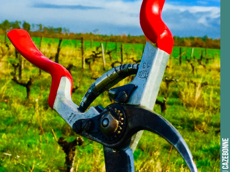 The secateurs are feeling rather sprightly in the vineyard today. Pruning is almost at an end!