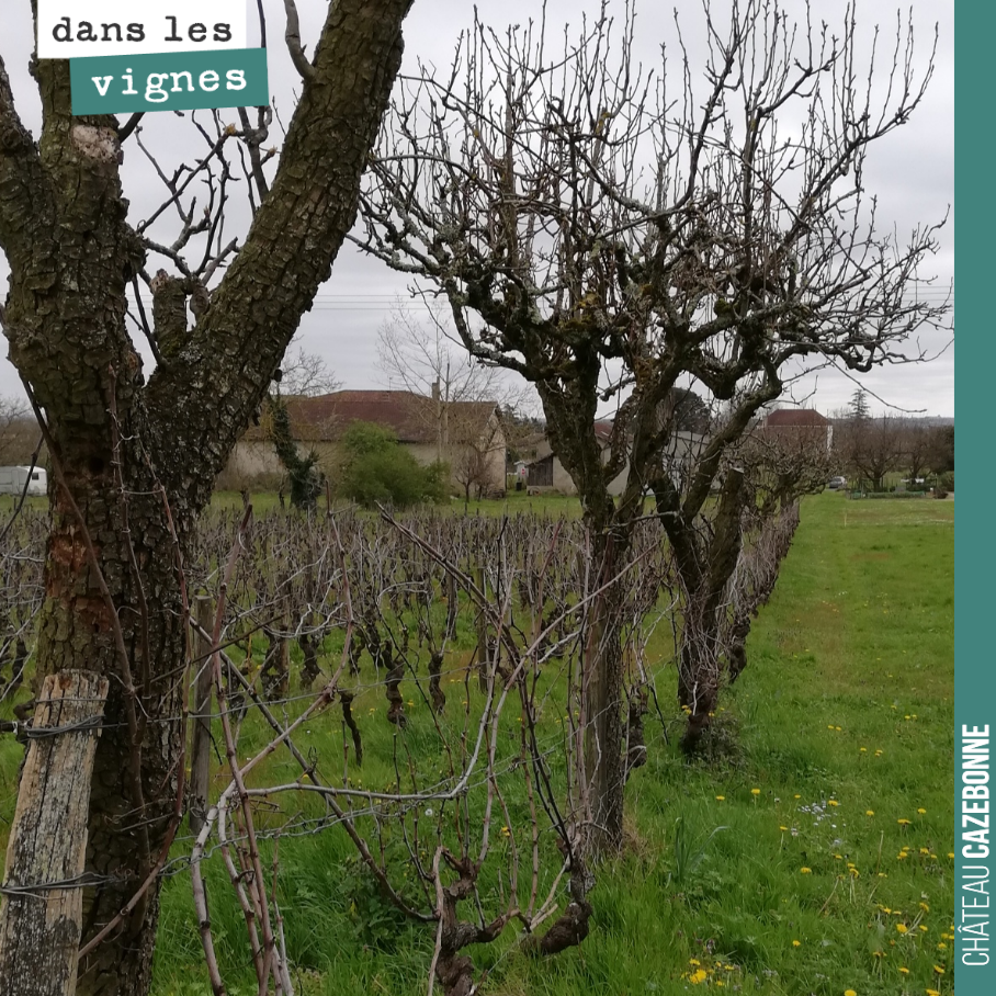 A few fruit trees amidst the vines of Mounissens, agroforestry ahead of its time! Because fruit trees were never far from the vines in days gone by. The joualle system allowed vines, fr...