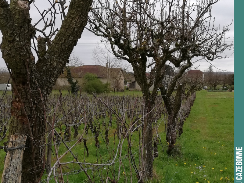 A few fruit trees amidst the vines of Mounissens, agroforestry ahead of its time! Because fruit trees were never far from the vines in days gone by. The joualle system allowed vines, fr...
