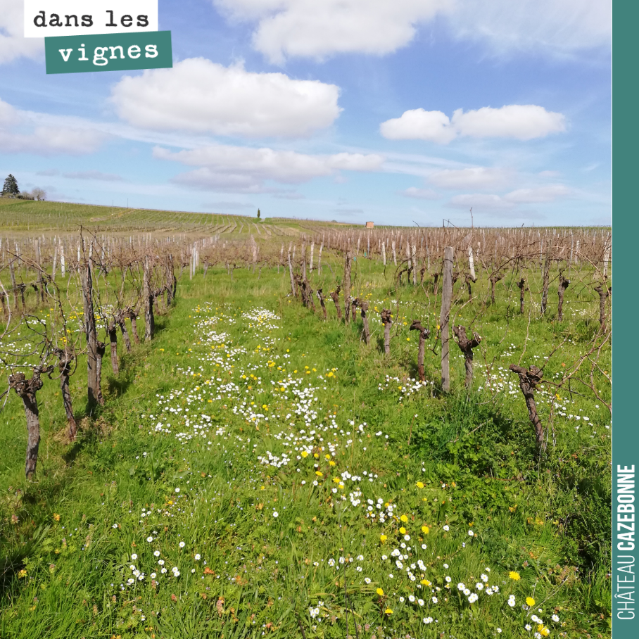 Pruning completed on the Sémillon vines at Mounissens (David's estate).