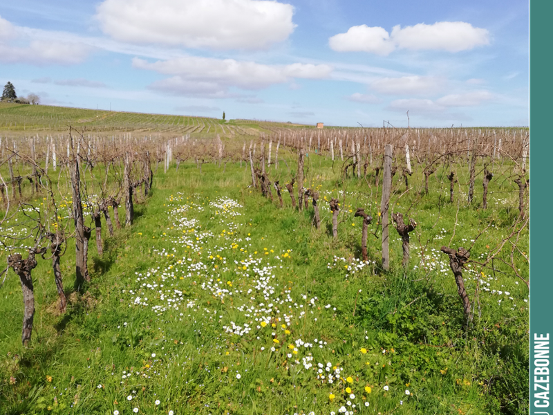 Pruning completed on the Sémillon vines at Mounissens (David's estate).