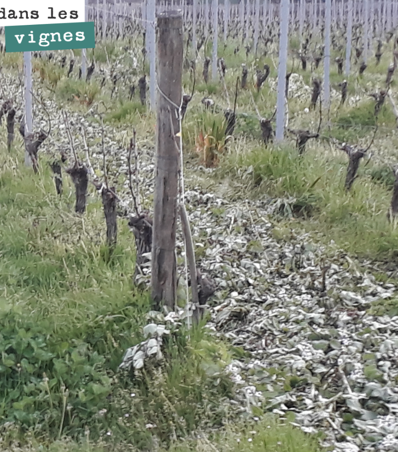 Ça y est. Les couverts sont roulés sur cette parcelle. Une bonne chose de faite.