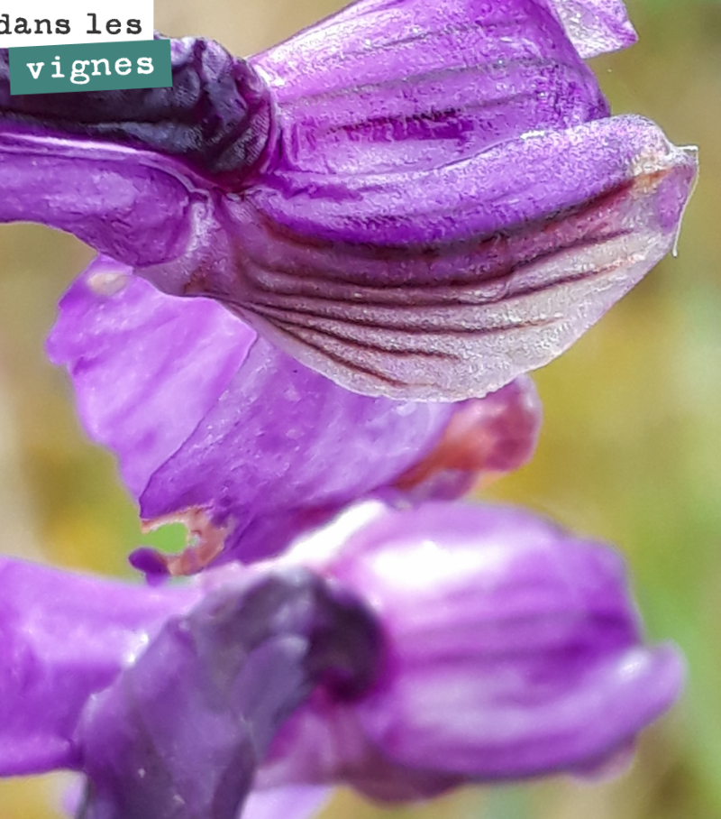 Jolies fleurs dans les vignes de Mounissens !