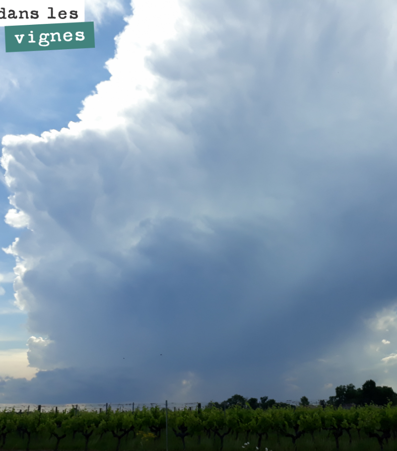 Encore un peu de calme avant la tempête.
Il est annoncé entre 50 et 100mm de pluie sur les deux prochains jours.
Chaleur, humidité. Tout ce qu’aiment les maladies cryptogamiques.
Cela va être co...