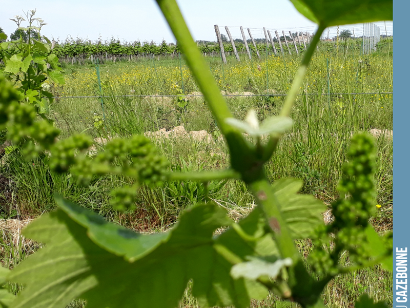 A few baskets of Jurançon noir.
We are going to carry out our first harvest of forgotten grape varieties, in their third leaf this year.