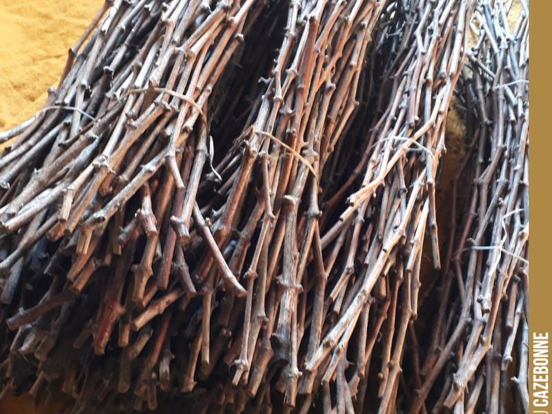 The scions are ready for top-grafting Mancin. These canes have been selected and kept in cold storage all winter.
They are in perfect condition and will...