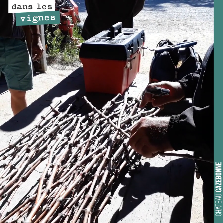 Preparing vine canes for top-grafting, quite an art. Top-grafting training at the estate by Worldwide Vineyards.