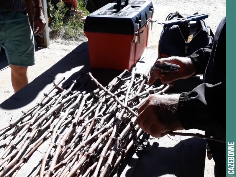 Preparing vine canes for top-grafting, quite an art. Top-grafting training at the estate by Worldwide Vineyards.