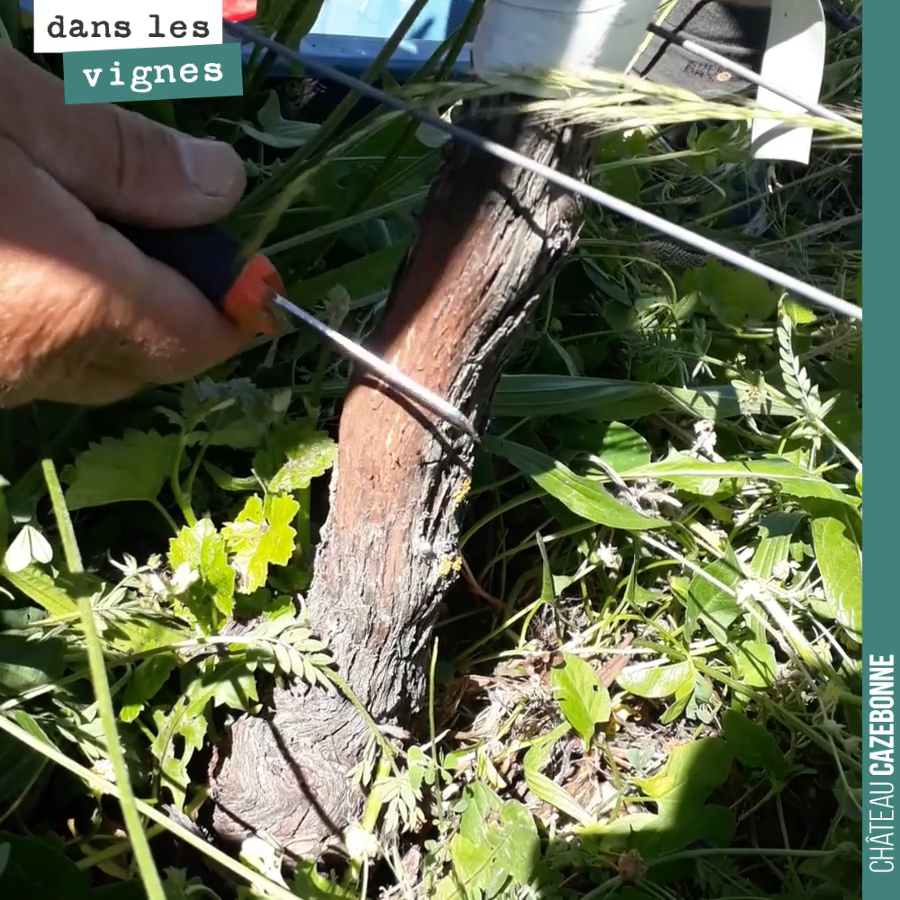 Training the whole team in chip-bud grafting. The technique isn’t fully confident yet, we need practice. 
We have 1,500 Mancin vines to top-graft by mid-June. A few days of work ah...