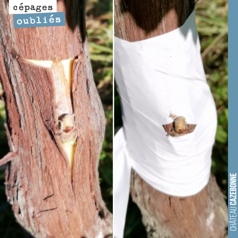 The T-bud top-grafting technique.
This involves making a T-shaped slit in the vine stock; all that remains is to slip in the bud and apply the bandage.
This graft cannot be performed on ev...