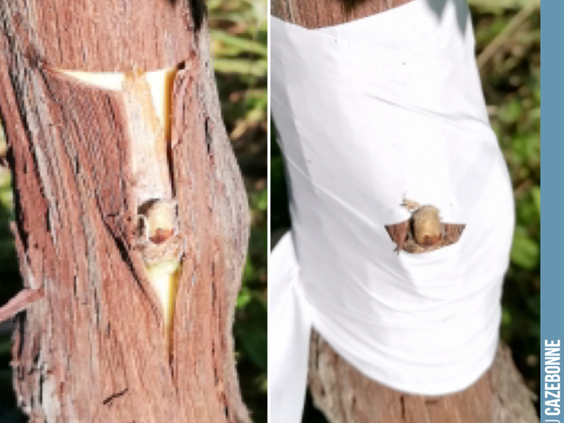 The T-bud top-grafting technique.
This involves making a T-shaped slit in the vine stock; all that remains is to slip in the bud and apply the bandage.
This graft cannot be performed on ev...
