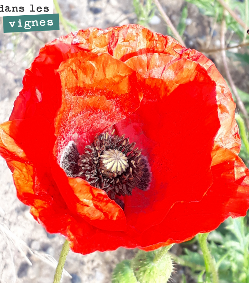 Ce coquelicot va lâcher au vent quelques milliers de petites graines.
Bonne journée !