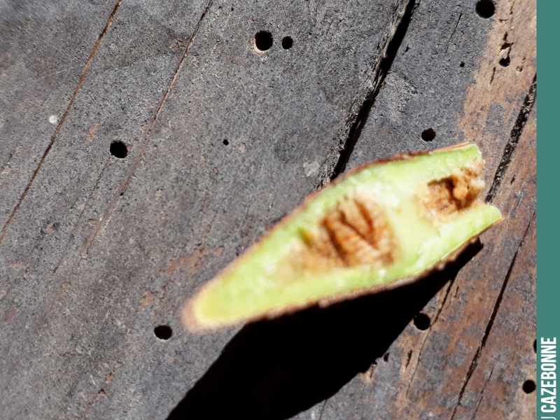 Cutting the scion for T-bud and chip-bud grafting.