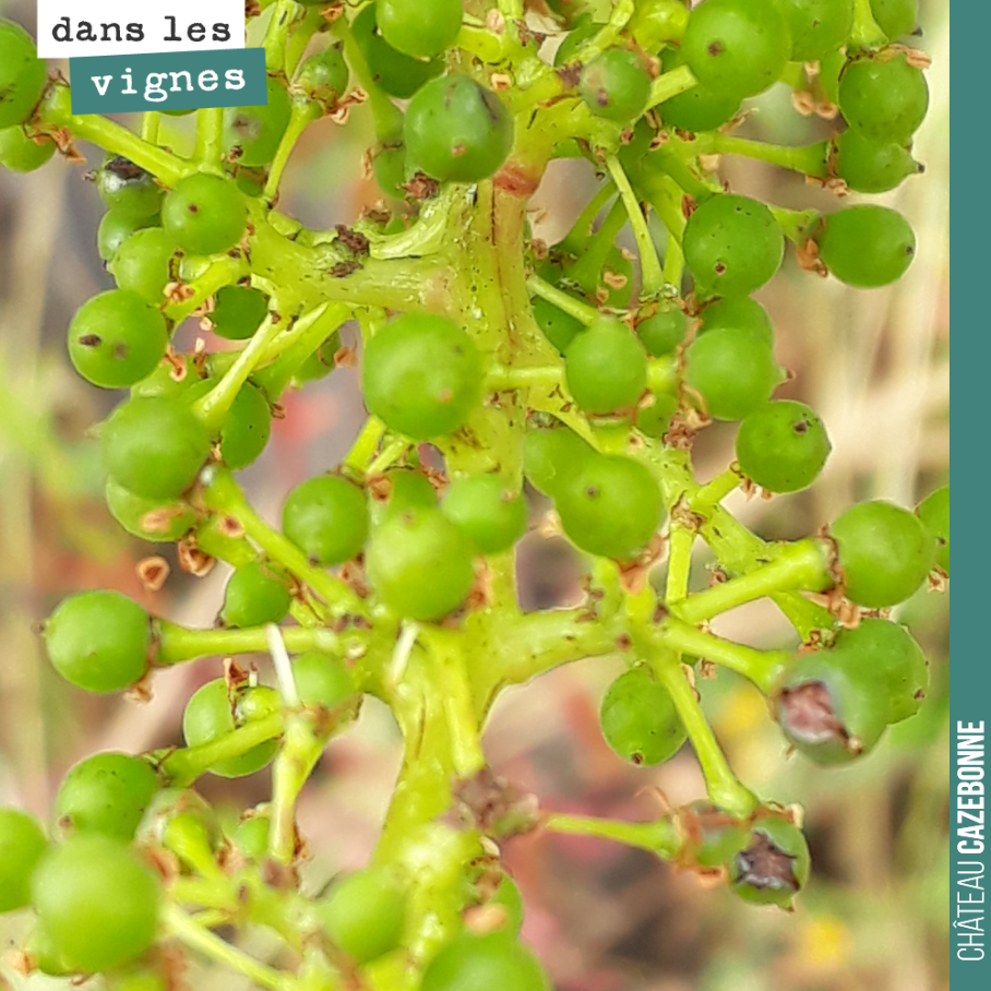 This is the fruit set stage. The flowers have given way to peppercorn-sized berries, which will develop into the fruit.
Here, just a few berries affected by hail.