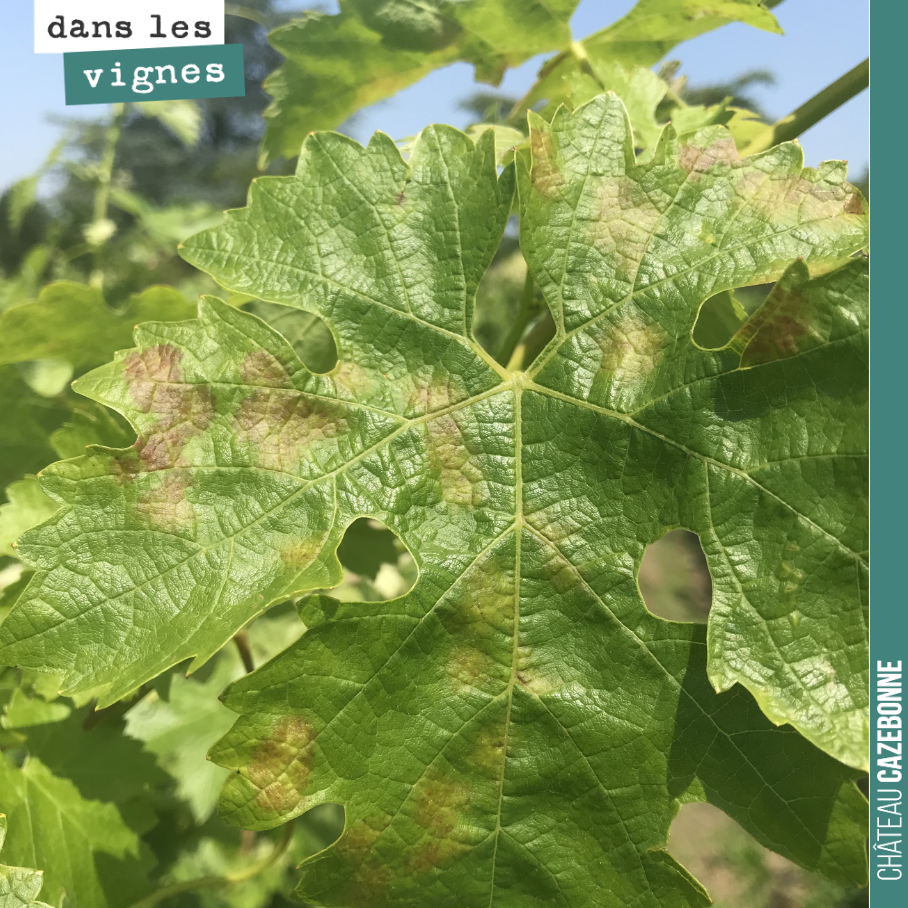 Mosaic downy mildew is starting early this year. In this case, the fungus only attacks the foliage, not the bunches. But if left to develop, it can lead to the loss of all...