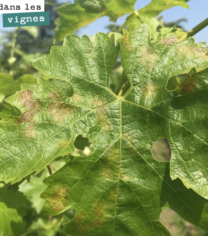 Mosaic downy mildew is starting early this year. In this case, the fungus only attacks the foliage, not the bunches. But if left to develop, it can lead to the loss of all...