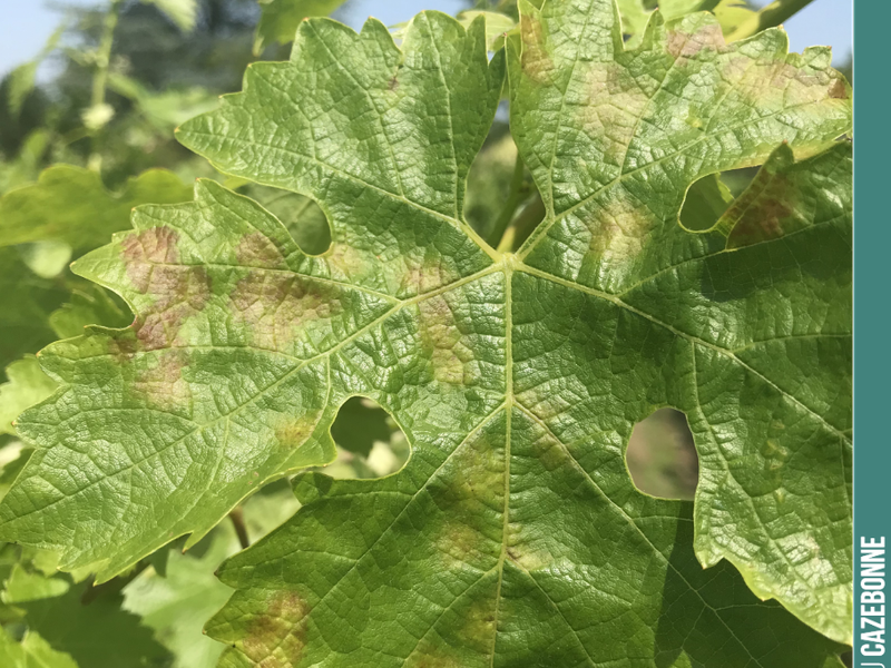 Mosaic downy mildew is starting early this year. In this case, the fungus only attacks the foliage, not the bunches. But if left to develop, it can lead to the loss of all...
