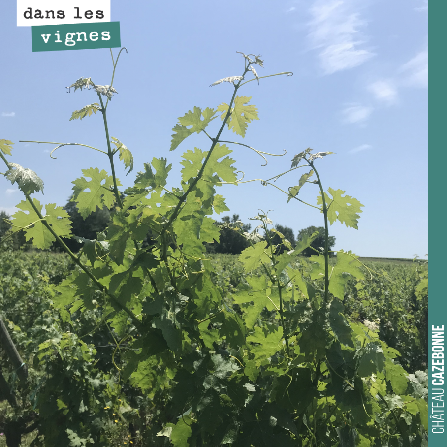 The vines are growing. We need to top the shoots to prevent mosaic downy mildew from spreading across these young, sensitive leaves.