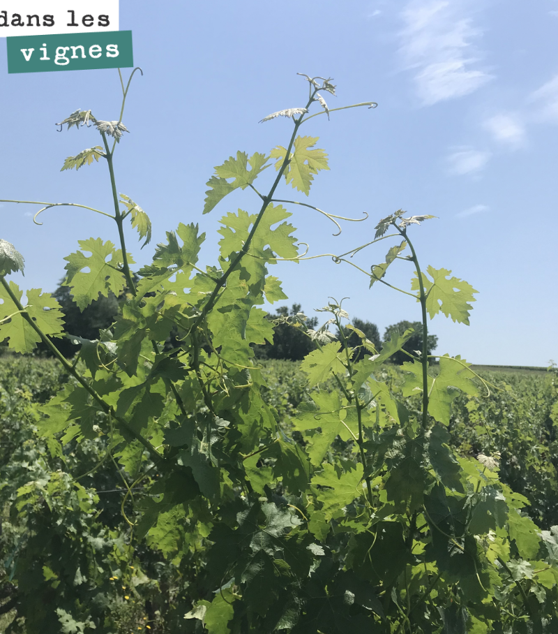 The vines are growing. We need to top the shoots to prevent mosaic downy mildew from spreading across these young, sensitive leaves.